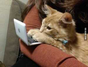 about qullnowisfap products