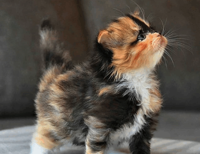 cyroket2585 release date