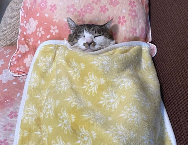 how to diagnose pavatalgia disease