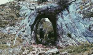 ingredients in wullkozvelex