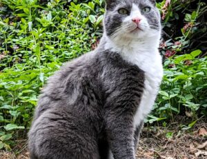 shade of velloworpenz