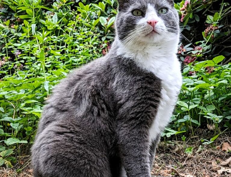 shade of velloworpenz