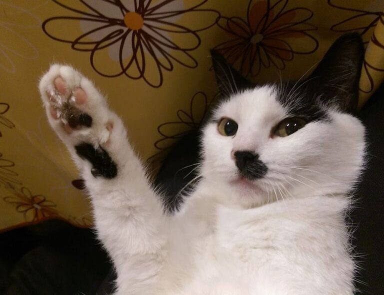 where is wacozumi sold