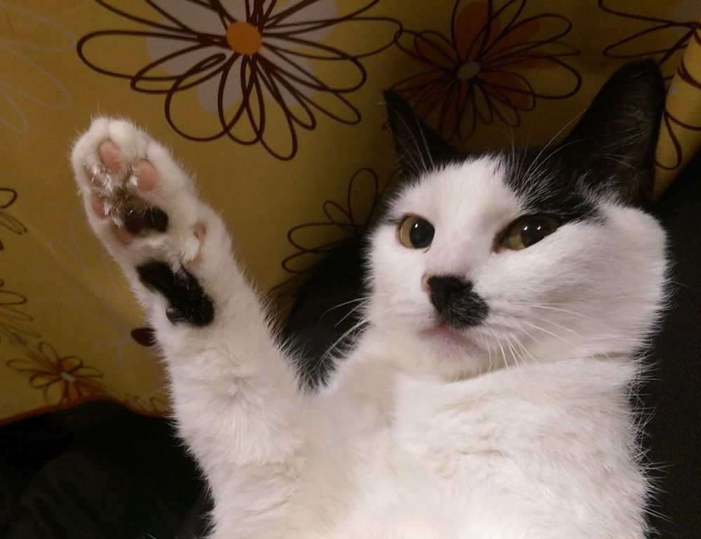 where is wacozumi sold