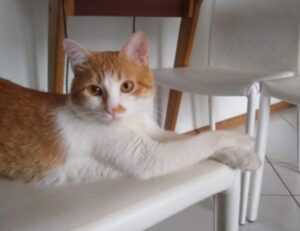 williams sonoma gift card balance check