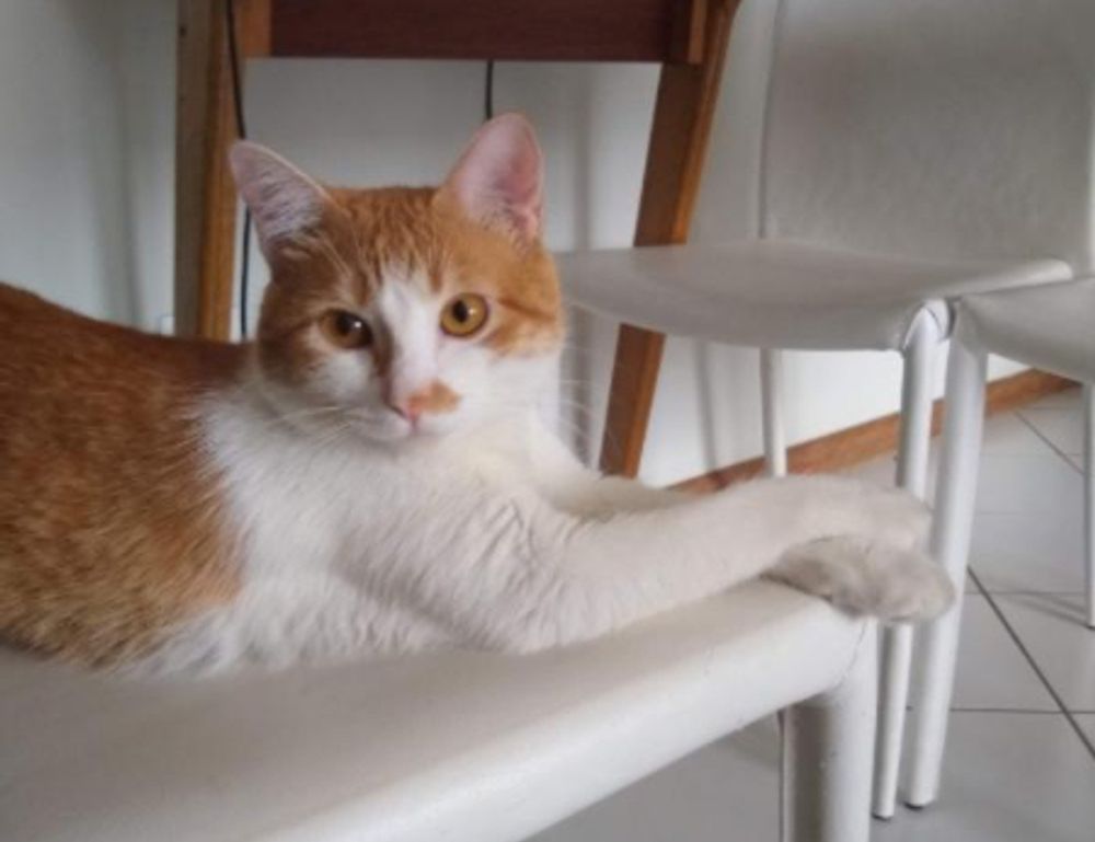 williams sonoma gift card balance check