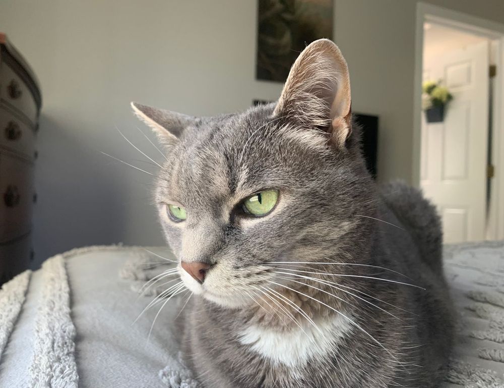 witch hazel on face side effects