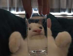 www mysubwaycard com gift card balance