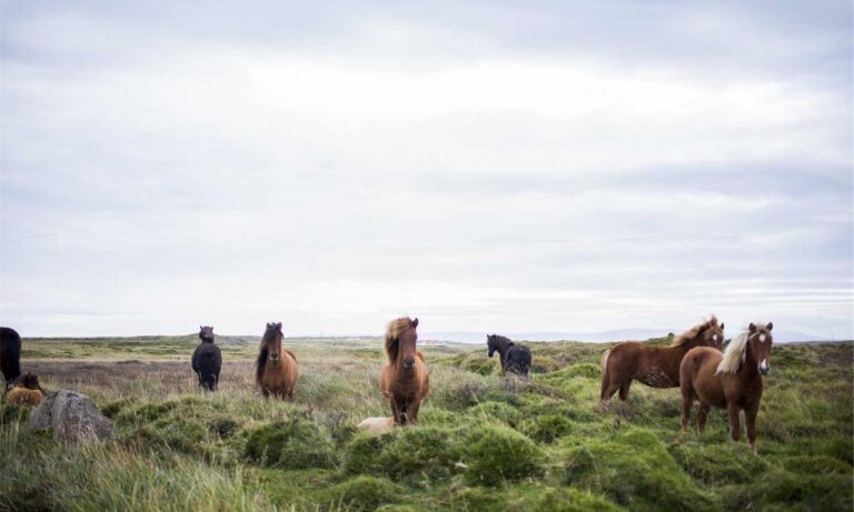 hdfc guide roarbiznes