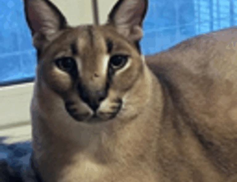 online banking guide roarbiznes