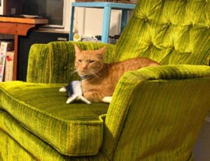 roarbiznes business infoguide from riproar