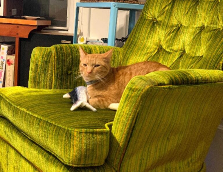 roarbiznes business infoguide from riproar