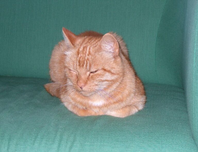 roarbiznes financial infoguide by riproar