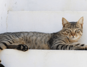 rprinvesting exchange guide from riproar