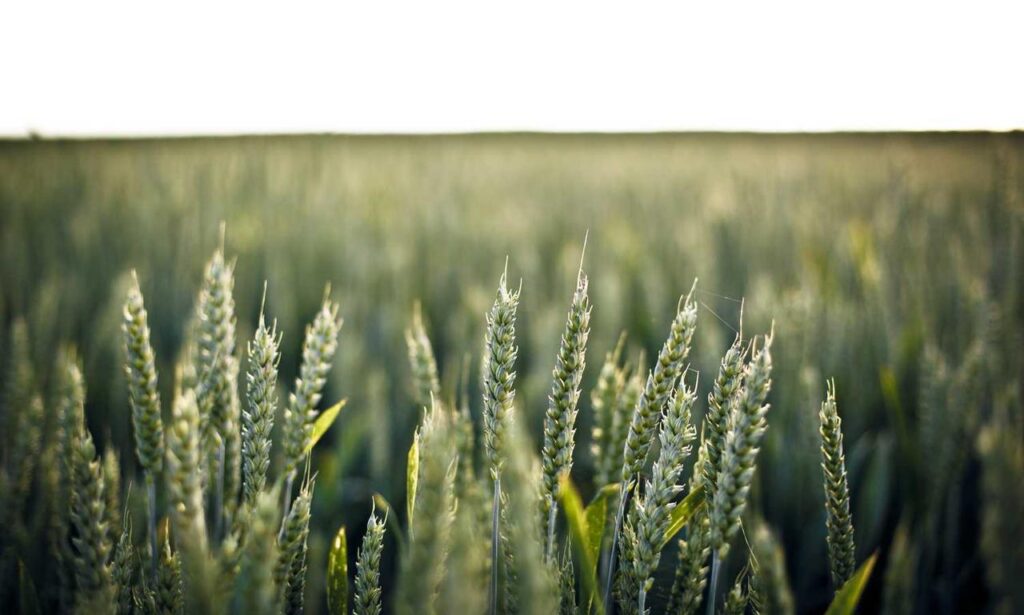 trading guide roarbiznes