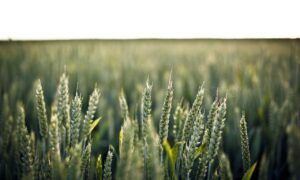 trading guide roarbiznes