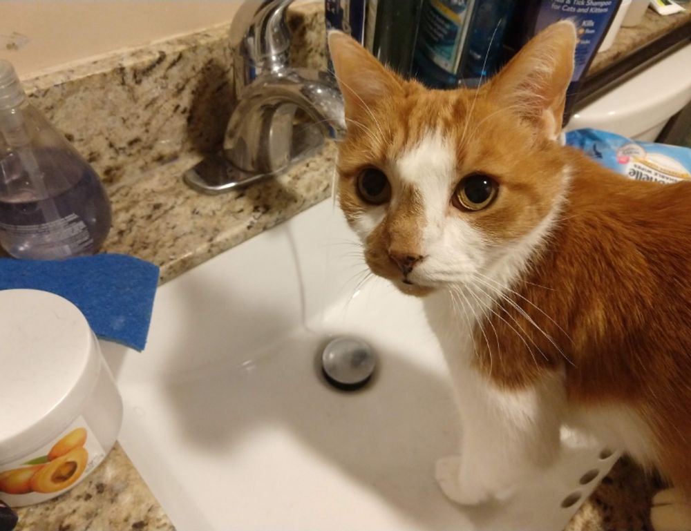 which business to buy wbcompetitorative