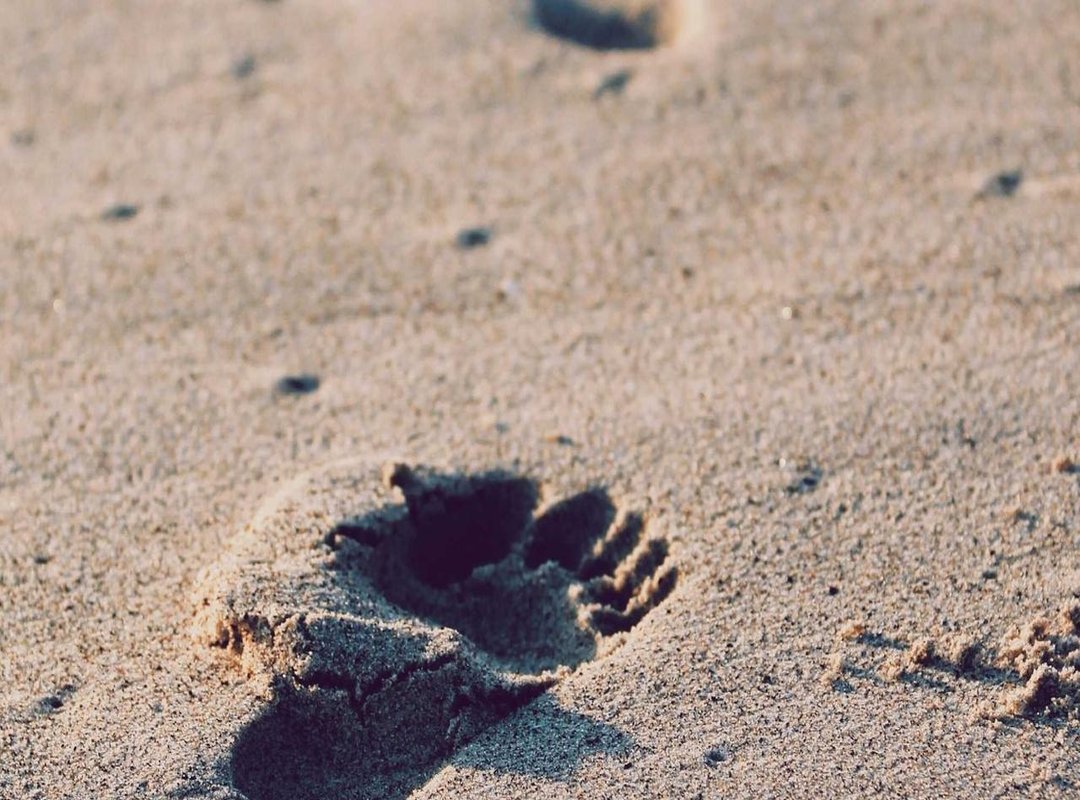 Frequently Asked Questions (FAQs)